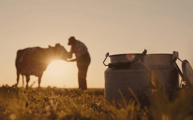 Homem e vaca no pasto