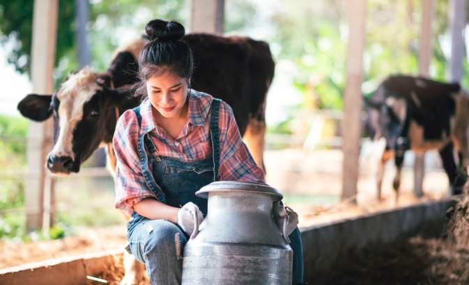 Mulher limpando armazenamento de leite com uma vaca atrás