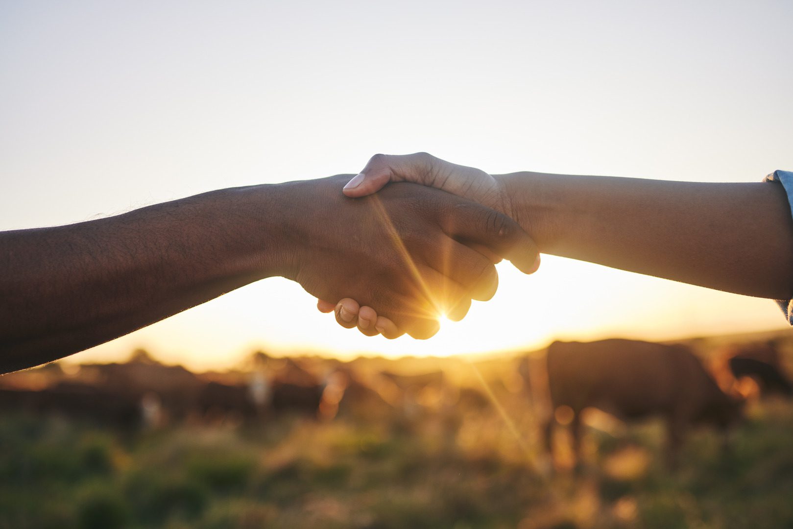 Parceria no campo com aperto de mãos