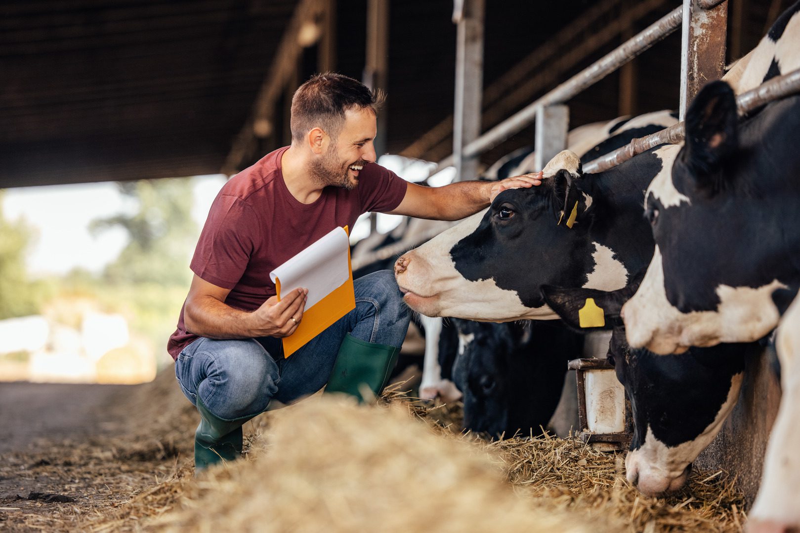 Fazendeiro acariciando uma vaca em seu comedouro